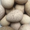 turkey eggs for eating
