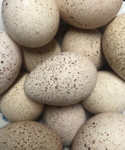 turkey eggs for eating