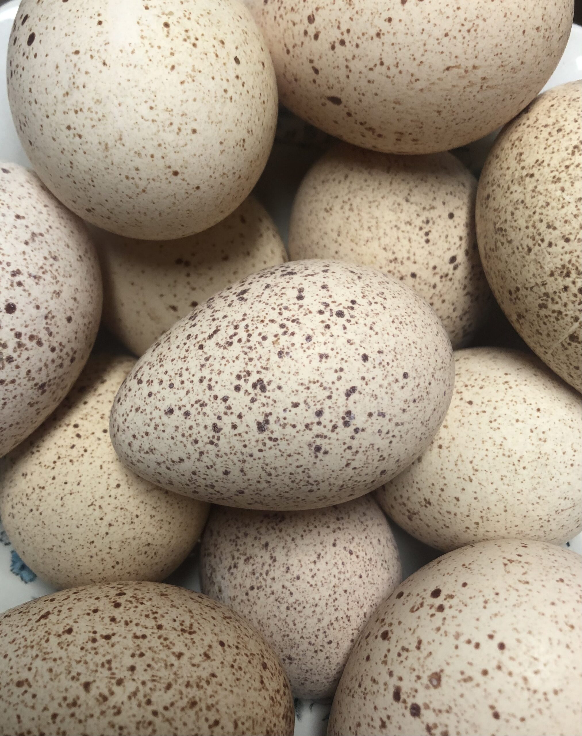 turkey eggs for eating