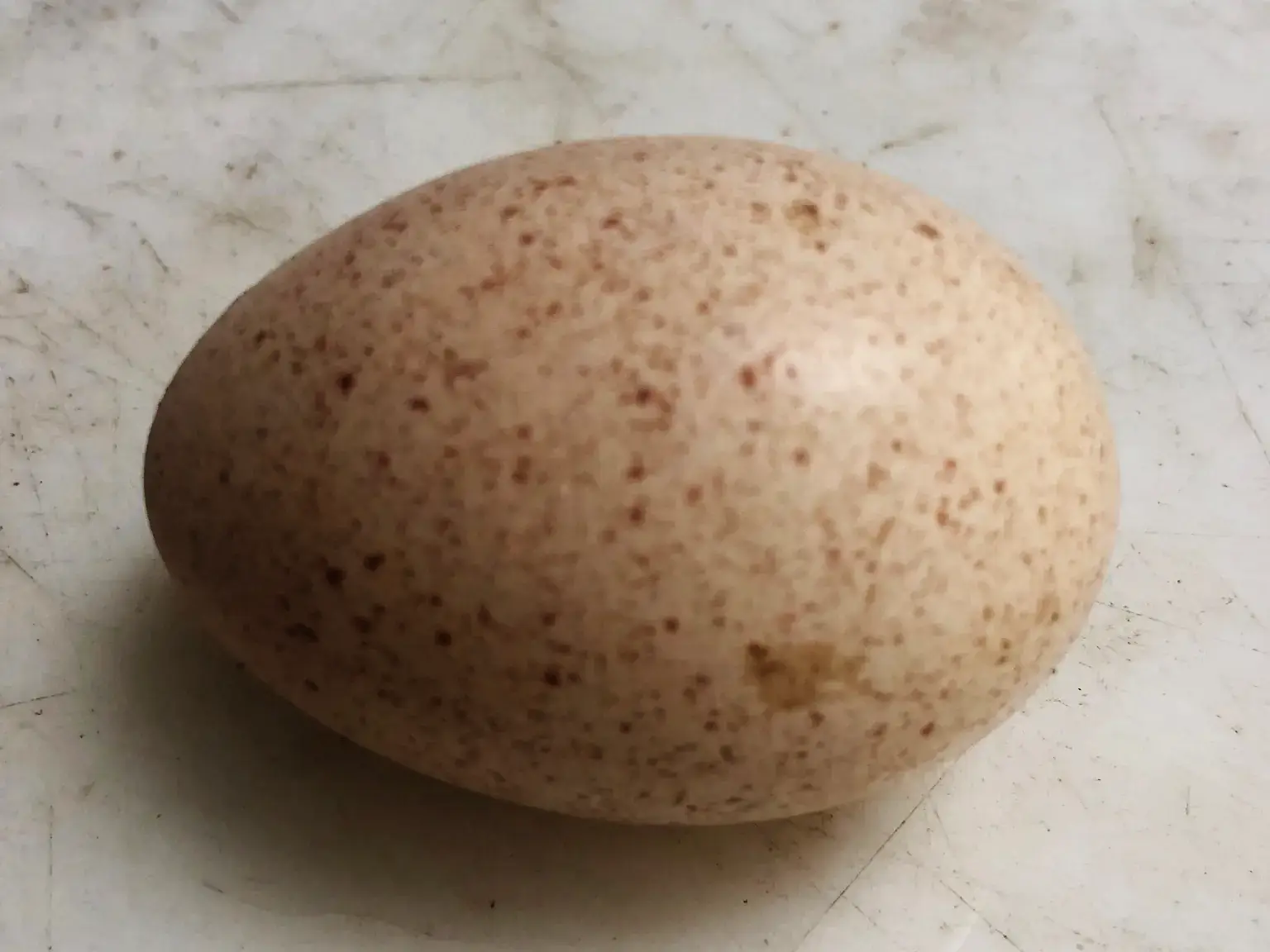 turkey eggs for sale
