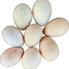 turkey eggs for hatching