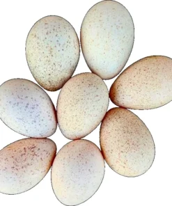 turkey eggs for hatching