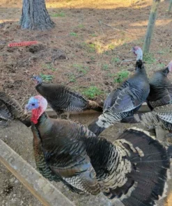 eastern wild turkey