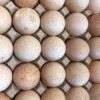 Turkey Eggs Wholesale -50eggs | Eating & Hatching