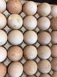 Turkey Eggs Wholesale -50eggs | Eating & Hatching