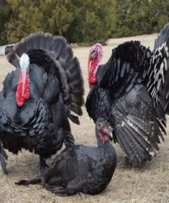 black slate turkey poults