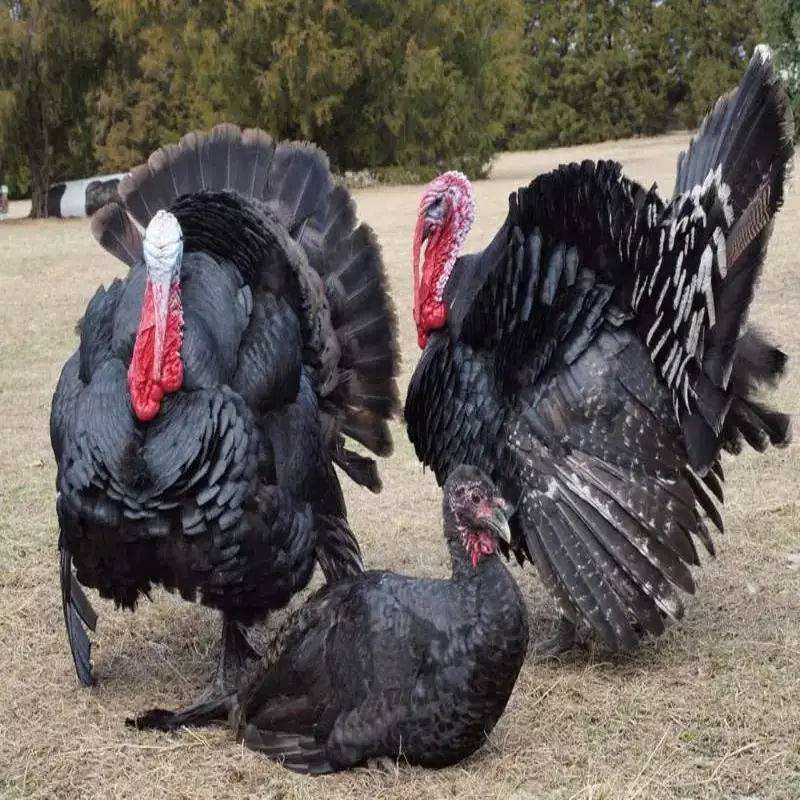 black slate turkey poults