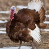 bourbon red turkey poults