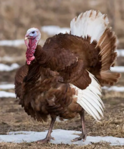 bourbon red turkey poults