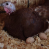 assorted heritage turkey hatching eggs