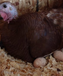 assorted heritage turkey hatching eggs