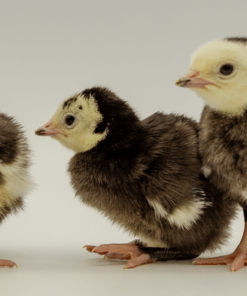black slate turkey poults sample