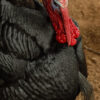 broad breasted black turkey poults