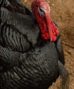 broad breasted black turkey poults