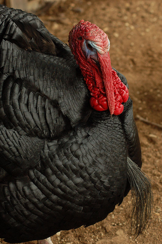 broad breasted black turkey poults