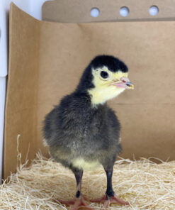 broad breasted black turkey poults