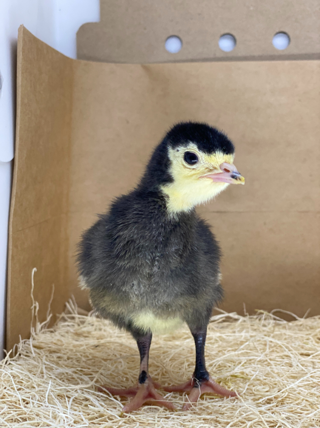 broad breasted black turkey poults